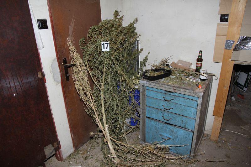 FOTO: Pěstírna konopí